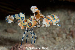 harlequin shrimp on Velagali Thila, South Ari Atoll, Lily... by Guillaume Abeck 